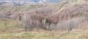 Teren Intravilan 4.608 mp în Sat Măgura   Priveliște Panoramică Bucegi și Piatra Craiului - imagine 2