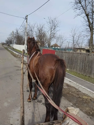 vand armasar  - imagine 4