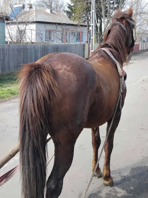 vand armasar  - imagine 3