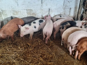 de vanzare purcei de carne 13saptamani  - imagine 2