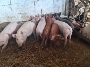 de vanzare purcei de carne 13saptamani 