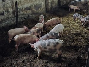 Vand purcei si grasuni