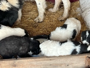 Căței Ciobănesc de Bucovina - imagine 2