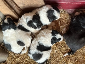 Căței Ciobănesc de Bucovina - imagine 4