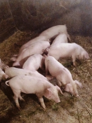 Purcei și soldani - imagine 2