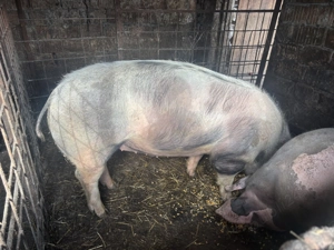 Porc rasa de carne  - imagine 2