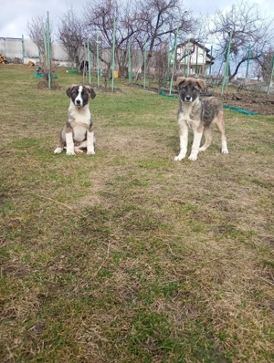 Caini Ciobanesc Pui - imagine 2