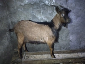 Vând țap alpin francez - imagine 3