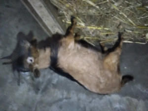 Vând țap alpin francez - imagine 4