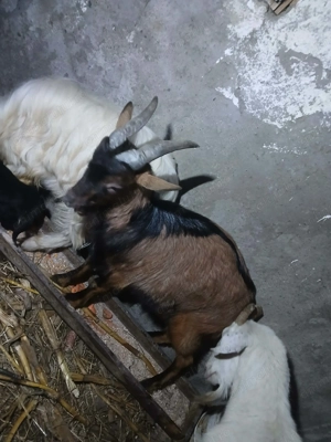 Vând țap alpin francez - imagine 2