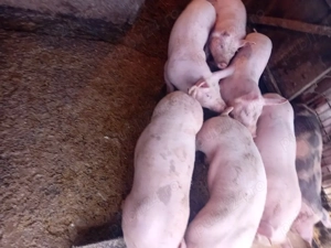 vând 7 purcei landras  - imagine 2