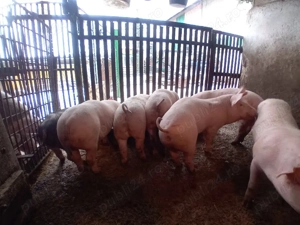 vând 7 purcei landras 