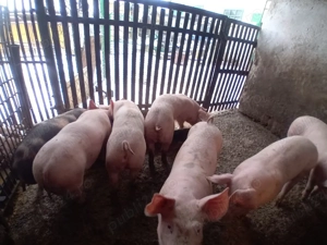 vând 7 purcei landras  - imagine 4