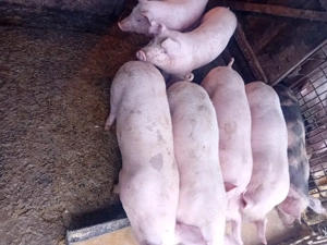 vând 7 purcei landras  - imagine 3