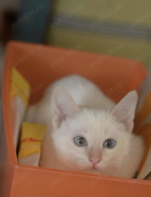 Ragdoll puiuți frumoși 