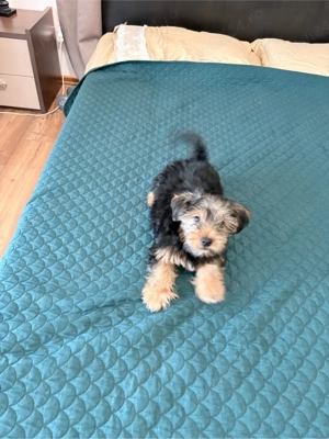 Pui de Yorkshire Terrier  - imagine 3