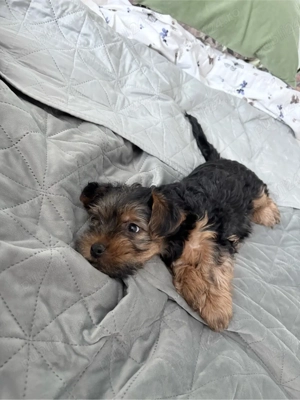 Pui de Yorkshire Terrier  - imagine 4