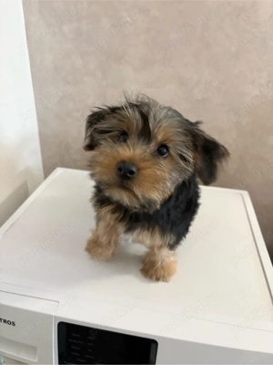 Pui de Yorkshire Terrier  - imagine 2