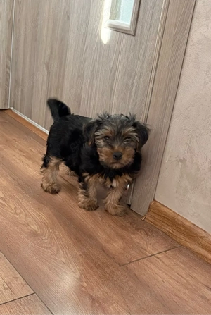 Pui de Yorkshire Terrier  - imagine 5