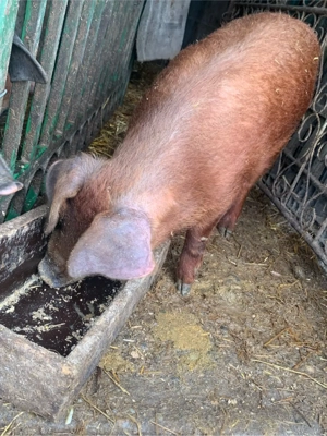 Scrofita Duroc Pur  - imagine 2