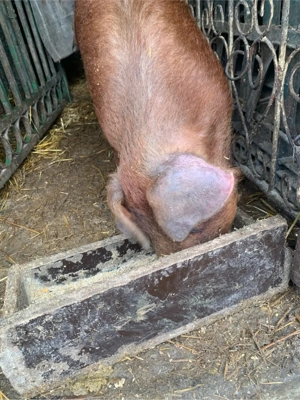 Scrofita Duroc Pur  - imagine 3