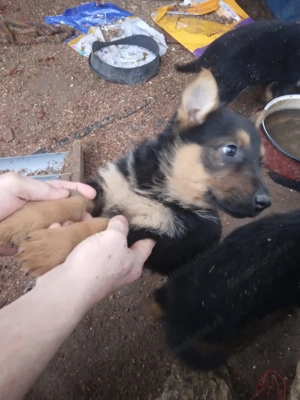 Pui ciobanesc german - imagine 4