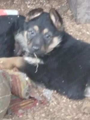 Pui ciobanesc german - imagine 2