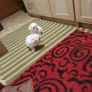 Bichoni Maltezi  - imagine 3