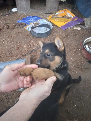 Pui ciobanesc german