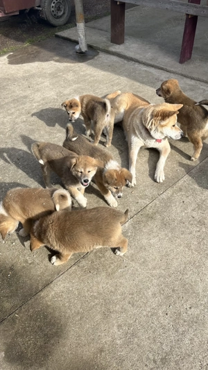 Akita inu japonez pui 