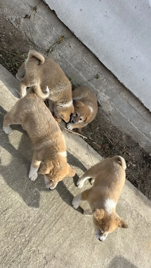 Akita inu japonez pui  - imagine 4