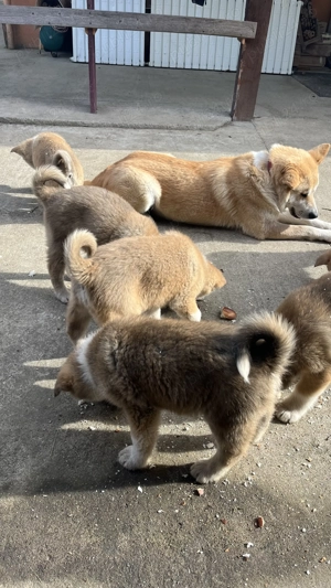 Akita inu japonez pui  - imagine 2