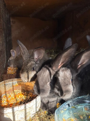 iepurasi de vanzare  - imagine 2