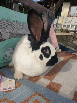 Vand femela fluture german tatuat