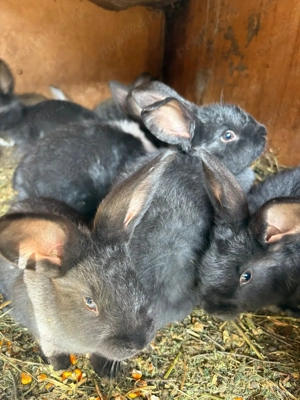 iepurasi de vanzare  - imagine 5