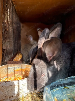 iepurasi de vanzare  - imagine 3