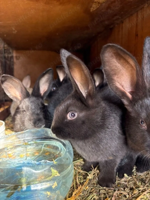 iepurasi de vanzare  - imagine 4