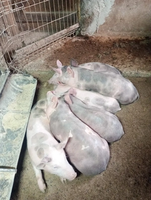 vând purcei - imagine 3