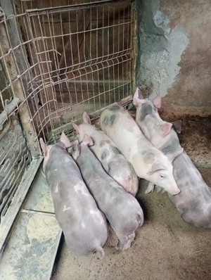 vând purcei - imagine 4