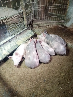 vând purcei - imagine 5