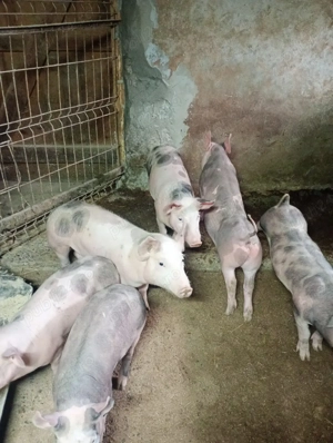 vând purcei - imagine 2