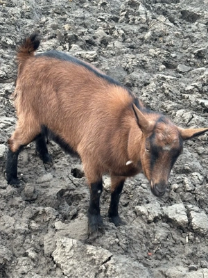 iada alpina franceza - imagine 2