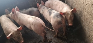 purcei de vanzare  - imagine 2