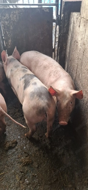 purcei de vanzare  - imagine 4