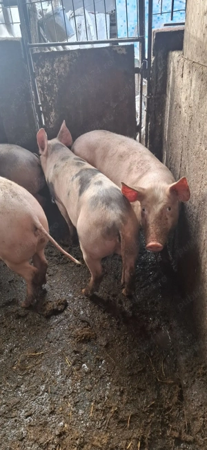 purcei de vanzare  - imagine 5