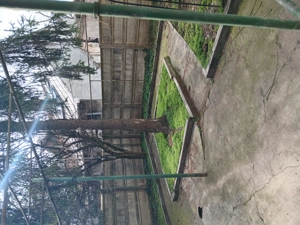 Proprietar vand urgent casa in zona f buna