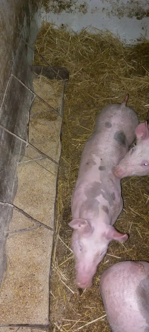 Disponibili 2 vierut  - imagine 3