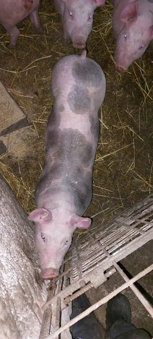 Disponibili 2 vierut  - imagine 2