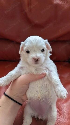 vand bichon maltez - imagine 4