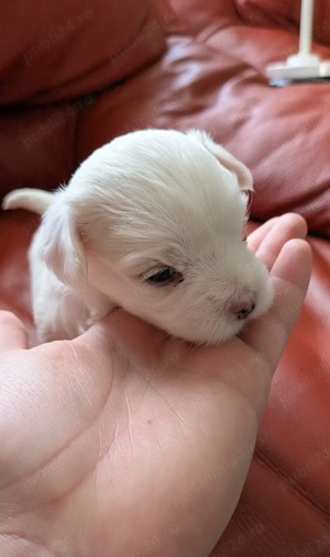 vand bichon maltez - imagine 3